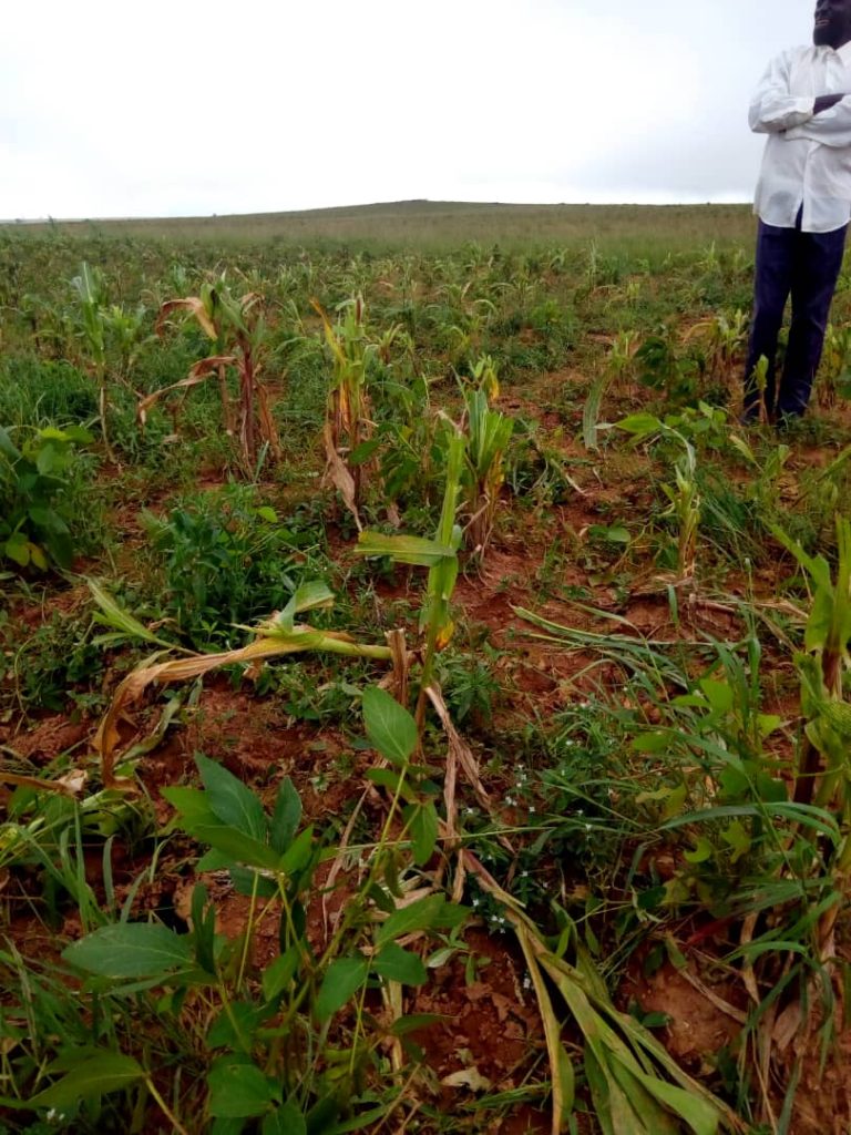 Destroyed crops in Nigeria